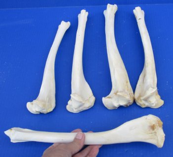 5 Whitetail Deer Leg Bones 10 to12 inches long for $20