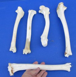 5 Whitetail Deer Leg Bones 10 to12 inches long for $35