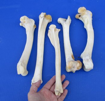 5 Whitetail Deer Leg Bones 10 to12 inches long for $15