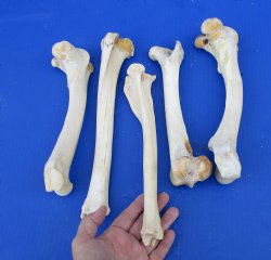 5 Whitetail Deer Leg Bones 10 to12 inches long for $15