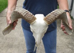 African Merino Ram/Sheep Skull with 18 inch Horns - $125