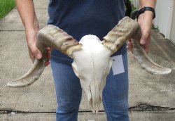 African Merino Ram/Sheep Skull with 20 inch Horns - $125