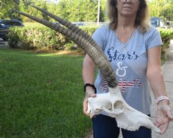 Female African Sable Skull with Horns - $190