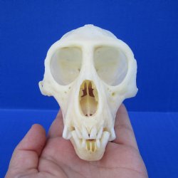 B-Grade Male African Vervet monkey skull - $95