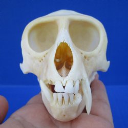 B-Grade Male African Vervet monkey skull - $95