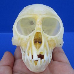 B-Grade Female African Vervet monkey skull - $75