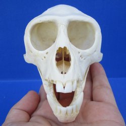 B-Grade Female African Vervet monkey skull - $75