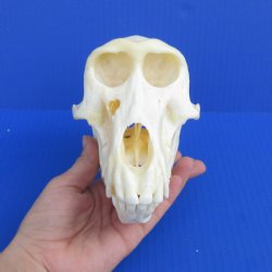 Female Chacma Baboon Skull 7 inch (CITES 302309) $140