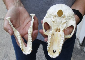 Female Chacma Baboon Skull 7 inch (CITES 302309) $150