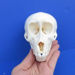 Juvenile Chacma Baboon Skull 5 inch (CITES 302309) $110