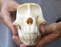 A-Grade Female Chacma Baboon Skull 7 inch (CITES 302309) $150