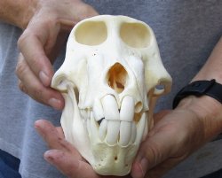 Male Chacma Baboon Skull 8 inch (CITES 302309) $280