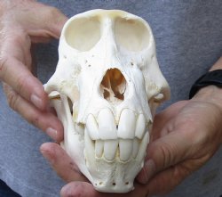 A-Grade Male Chacma Baboon Skull 9 inch (CITES 302309) $325