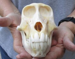 A-Grade Female Chacma Baboon Skull 7 inch (CITES 302309) $150