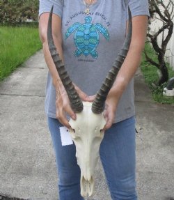 Blesbok skull with 13 and 14 inch horns - $80