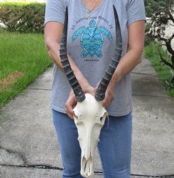 Blesbok skull with 12 and 13 inch horns - $80