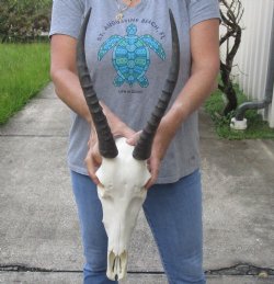 Blesbok skull with 12 and 13 inch horns - $80
