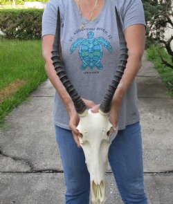 Blesbok skull with 13 and 14 inch horns - $80