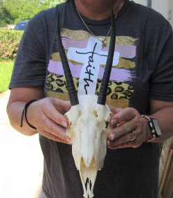 Female Springbok Skull with 6 and 7 inch Horns - $50