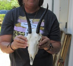 Female Springbok Skull with 6 and 7 inch Horns - $50