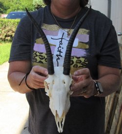 B-Grade Female Springbok Skull with 8 and 9 inch Horns - $45