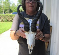  Male Springbok skull and 12 inch horns - $70