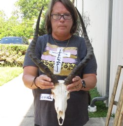 African impala skull with 19 and 20 inches horns - $105
