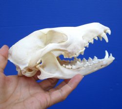 7 inches Large African Black-Backed Jackal Skull for $70