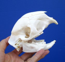 Good Quality 5 inches African Cape Porcupine Skull for $50