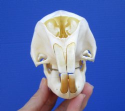 Grade A 5-1/2 inches African Cape Porcupine Skull for $70.00