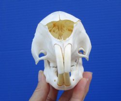 Grade A 5-1/2 inches African Cape Porcupine Skull for $70