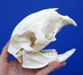 5-1/2 inches Authentic African Cape Porcupine Skull for $50