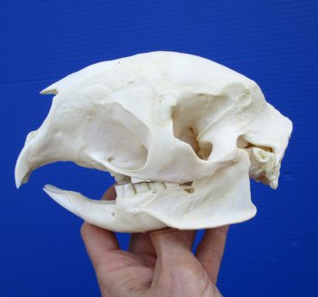 5-1/2 inches Authentic African Cape Porcupine Skull for $50