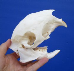 Good Quality 5-1/2 inches African Cape Porcupine Skull for $50