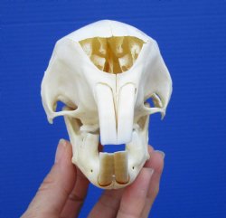 5-1/2 inches Grade A African Cape Porcupine Skull for $70.00