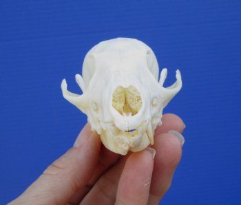 4-1/2 inches Grade B Real South African Cape Fox Skull for $55
