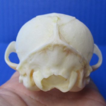 B-Grade 4-1/2" South African Cape Fox Skull - $55