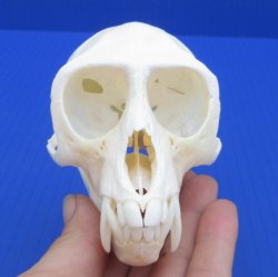 A-Grade Male African Vervet monkey skull - $130