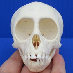 Juvenile African Vervet Monkey Skull - $75