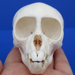 Juvenile African Vervet Monkey Skull - $75