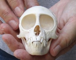 B-Grade Male African vervet monkey skull - 3-3/4 inches - $95