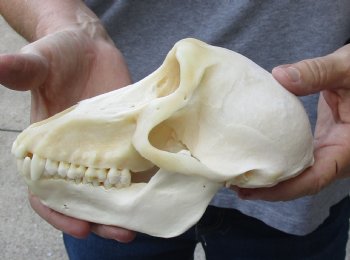 A-Grade Male Chacma Baboon Skull 7-1/2 inch (CITES 302309) $325