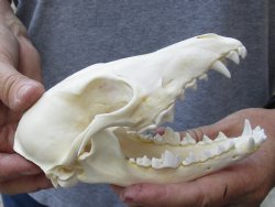 6 inches African Black-Backed Jackal Skull for $60