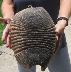 12 inch Armadillo shell cured in Borax for $40