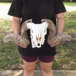 B-Grade African Merino Ram/Sheep Skull with Horns 27 inches around the curl - $120