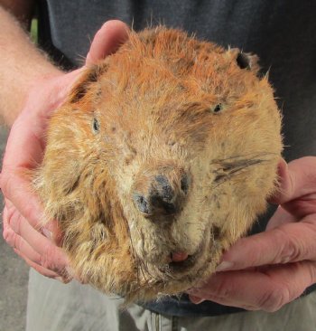 Real Beaver Head Preserved with Formaldehyde for $50