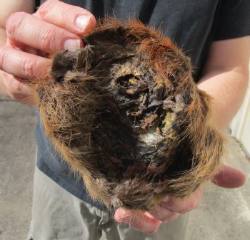 Real Beaver Head Preserved with Formaldehyde for $50