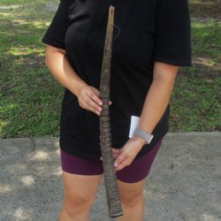 B-Grade 27" African Female Sable Horn - $18