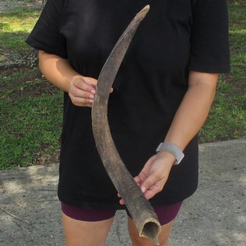 25" African Nyala Horn - $30