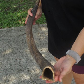 25" African Nyala Horn - $30